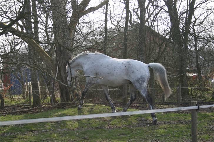 Anglo Araber (AA) Mørkbak's Kikujo <3 R.I.P billede 20