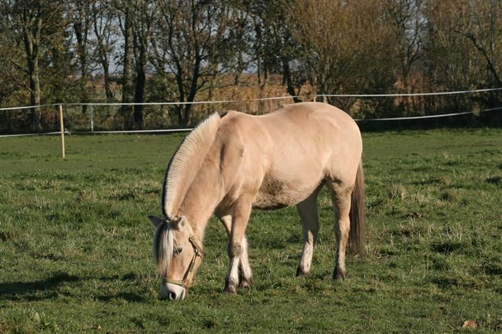Fjordhest Luise-*R.I.P* - Luise.02.11.08. billede 16