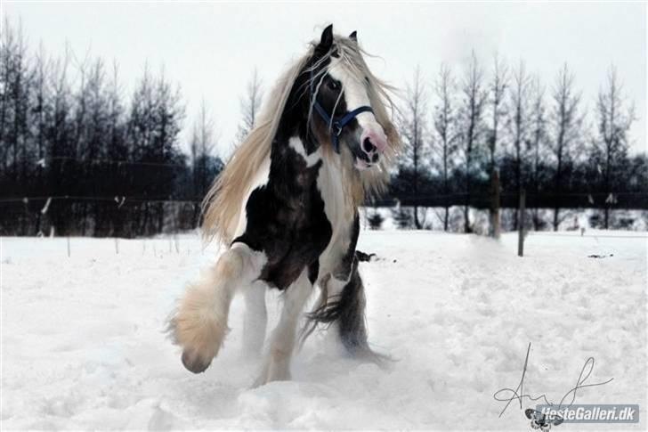 Irish Cob Welsh Warrior AVLSHINGST billede 12