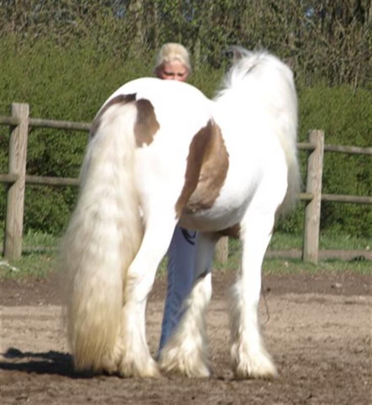 Irish Cob Welsh Warrior AVLSHINGST billede 13