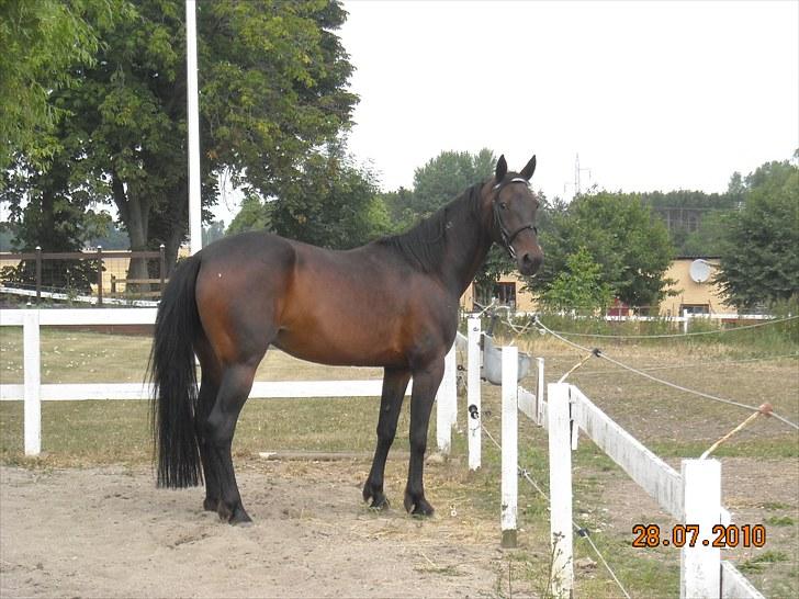 Traver Jettes Pride - Smuk  billede 6