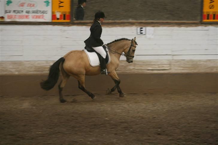 Hollandsk Sportspony Valerie (solgt 09) - Lidt sjovt:) billede 11