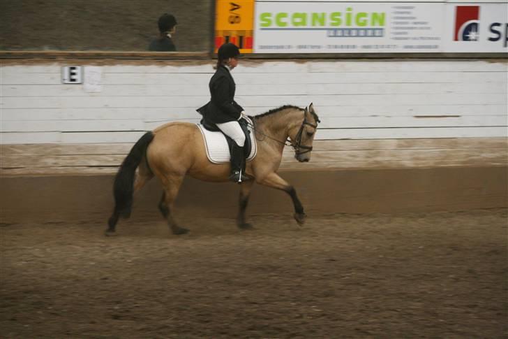 Hollandsk Sportspony Valerie (solgt 09) billede 12