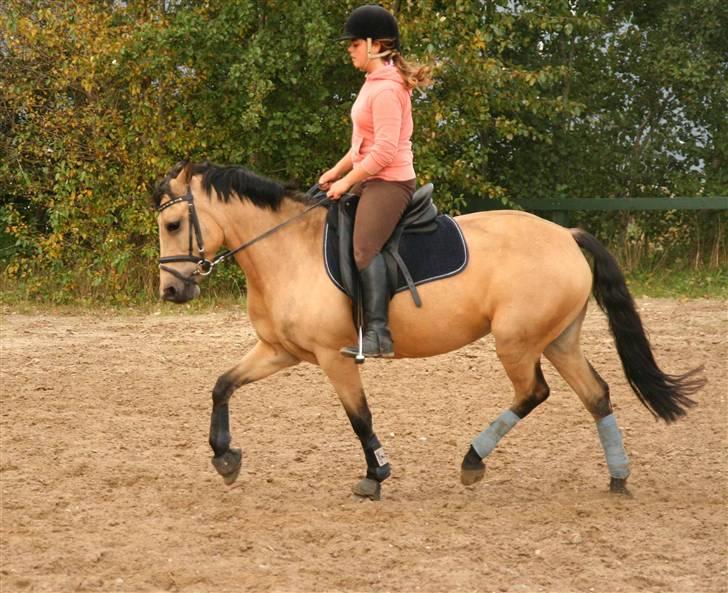 Hollandsk Sportspony Valerie (solgt 09) - Læææker:o) Foto af min far billede 13