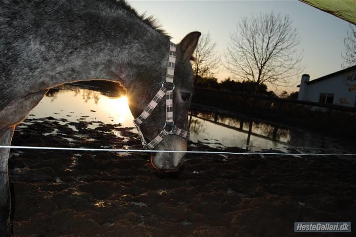 Amerikansk Pony springer SMOKY - 3)her er smokey på fold og går lidt rundt i solnedgangen foto:sif billede 3