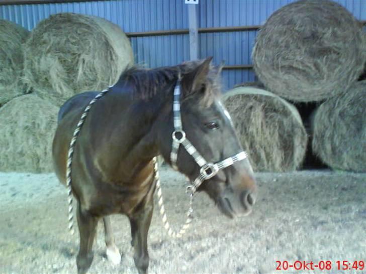 Anden særlig race Miss trixie bell  - Hygge :) billede 8