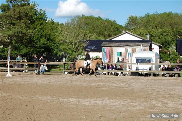 Anden særlig race Kashmir  - Til dressurstævne d23/5-09 3 plads i LC3 Elsker Dig Bamse billede 13