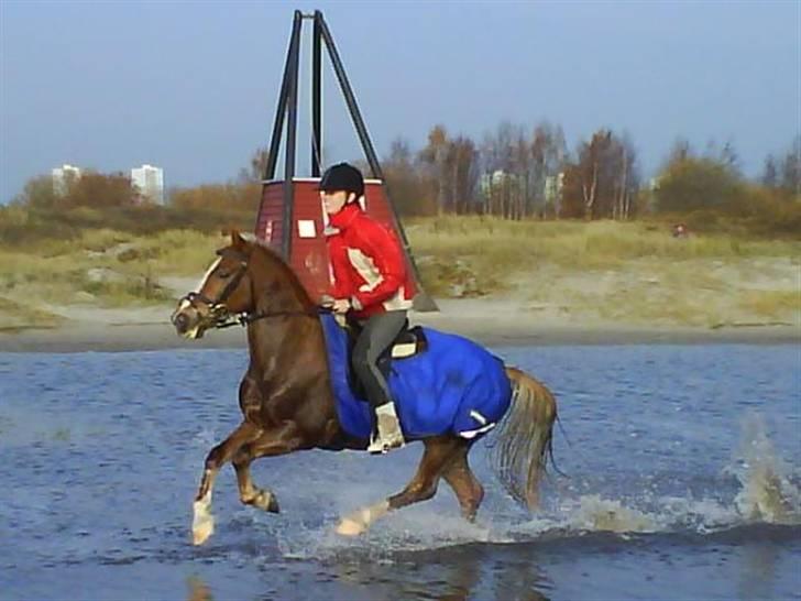 Anden særlig race Montana - På stranden billede 15