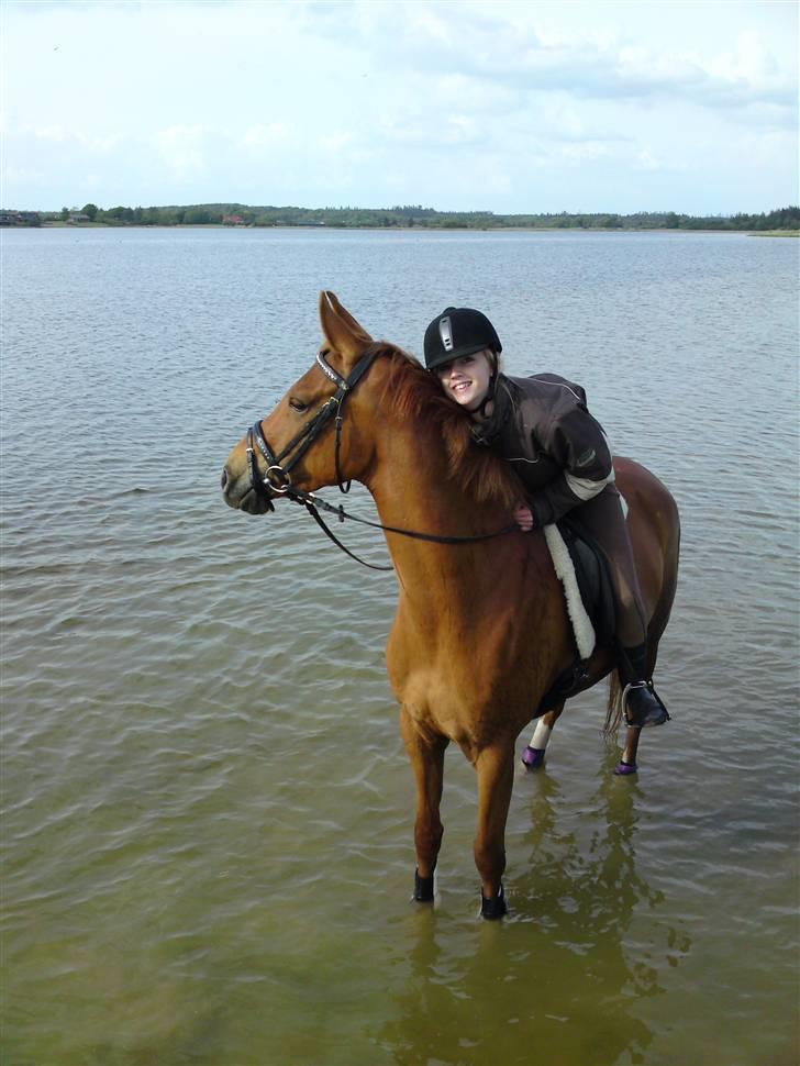 Hollandsk Sportspony Carina *70% arabisk blod* - 18.05.09 Carina og Ditte på tur med Sanne og hendes hest Dot, i smukt terræn! Her bader vi :) billede 3