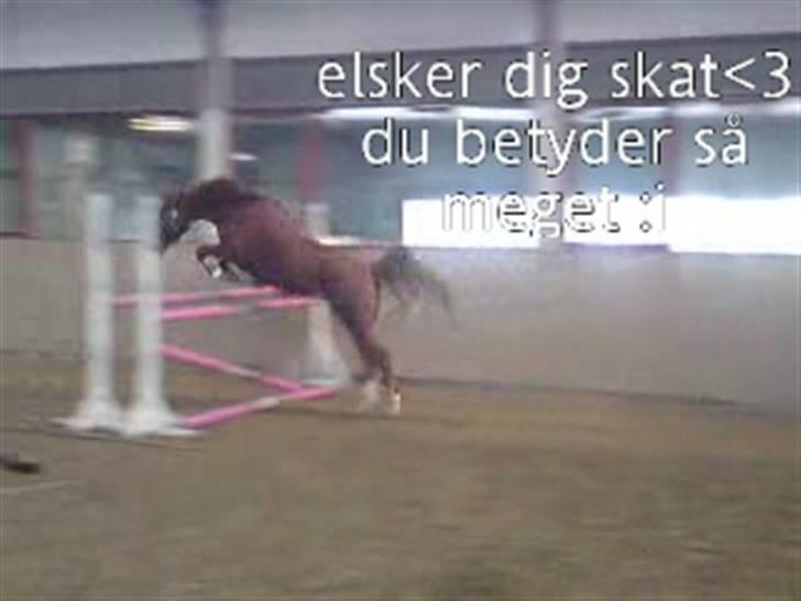 Hollandsk Sportspony Carina *70% arabisk blod* - 02.02.09 - Løsspringning - Hun fik sprunget 120 cm. tilsidst :). Foto: Sanne Schüsler,  :D<3 billede 4