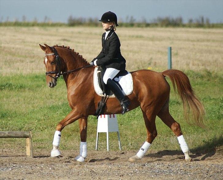 Hollandsk Sportspony Carina *70% arabisk blod* - 25.9.10 - LA2 - SORRY MED MIT BEN! billede 6