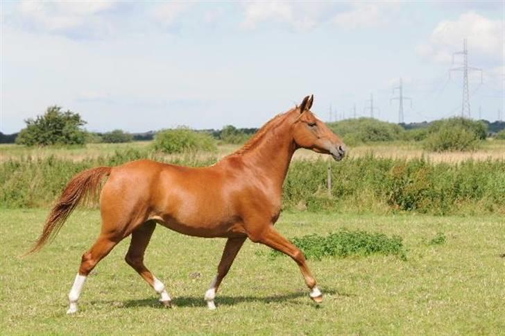 Hollandsk Sportspony Carina *70% arabisk blod* - Fotograf. billede 7