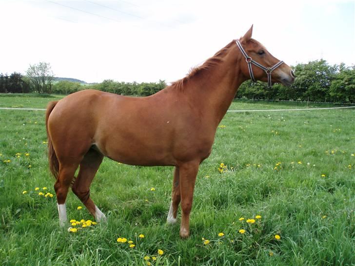 Hollandsk Sportspony Carina *70% arabisk blod* - ukendt dato. Men Carina er på fold :) billede 8