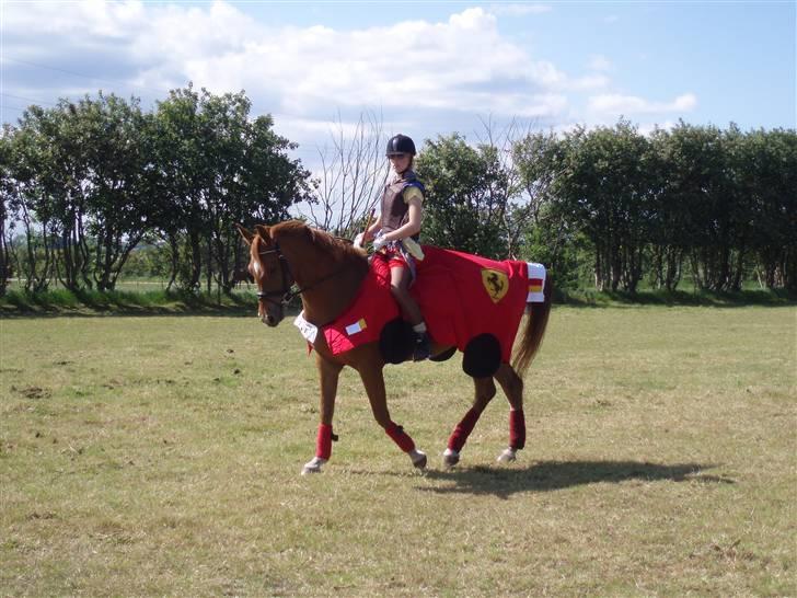 Hollandsk Sportspony Carina *70% arabisk blod* - Ringridning - Jeg er en rig dame, og Carina er min dyre Ferrai-bil! :D billede 9