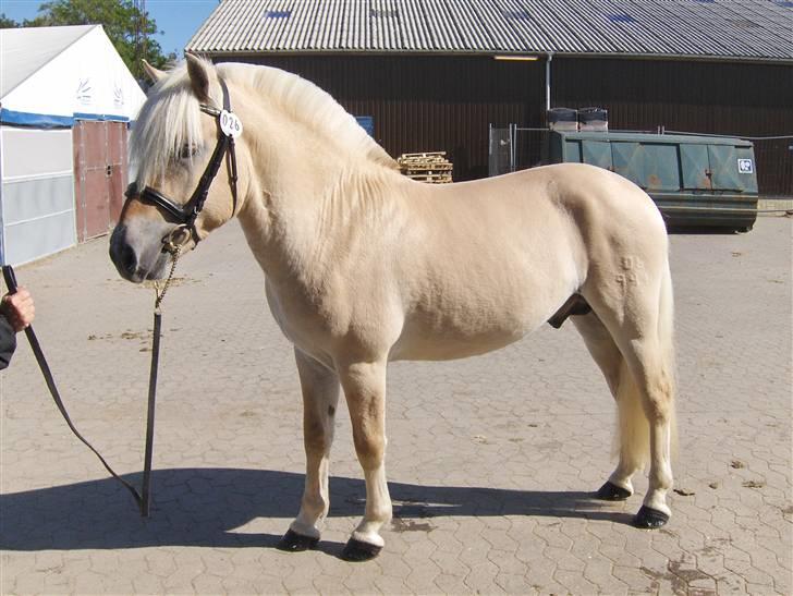 Fjordhest katrinedals Janus solgt billede 6