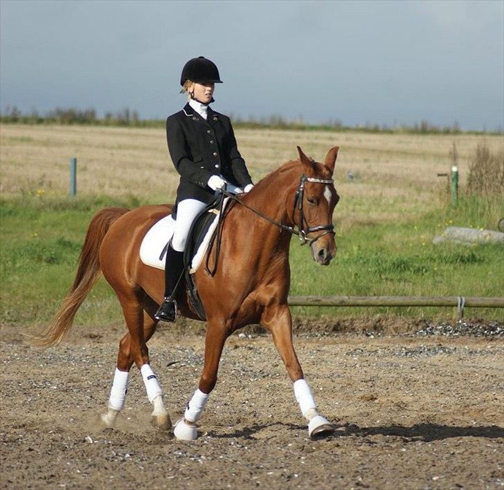 Hollandsk Sportspony Carina *70% arabisk blod* - 25.9.10 - Øgning, LA1 billede 10