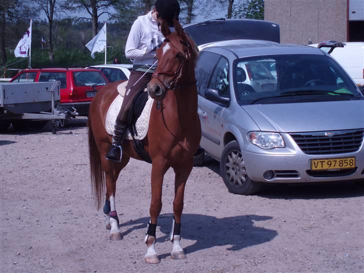 Hollandsk Sportspony Carina *70% arabisk blod* - 02.05.09 Skal snart gennem start, på 15 km-ruten i Dronninglund (Distance) billede 11