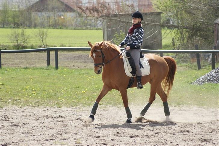 Hollandsk Sportspony Carina *70% arabisk blod* - Træning, Maj, 2010 billede 12