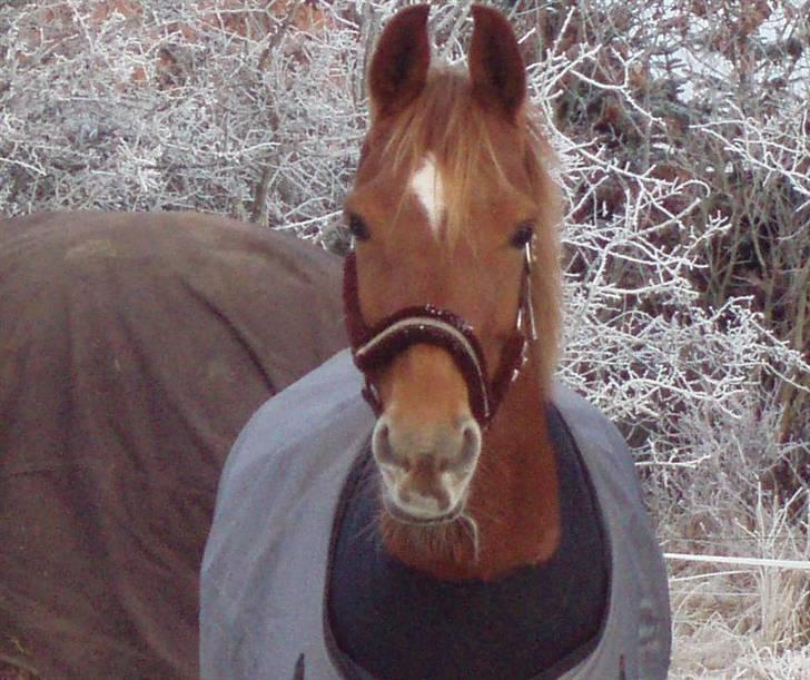 Hollandsk Sportspony Carina *70% arabisk blod* - 29.12.08 Carina på fold i frostvejr (: billede 13