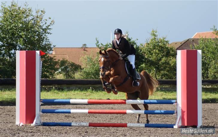 Hollandsk Sportspony Carina *70% arabisk blod* - 29.08.09 - Fejlfri i springning, i Gedsted.  - Foto: Nadiih :) billede 15