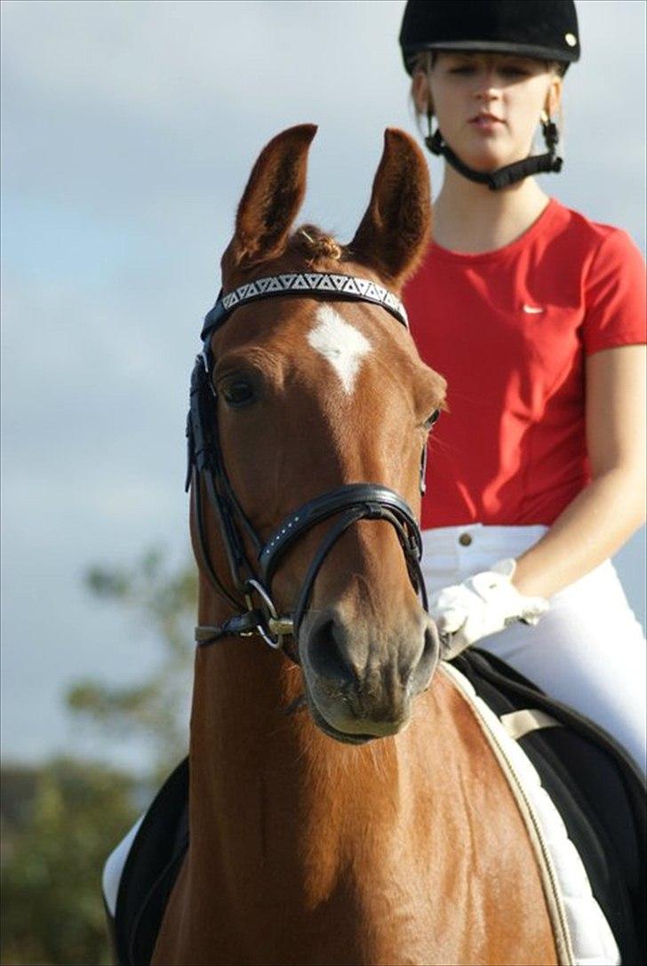 Hollandsk Sportspony Carina *70% arabisk blod* - 25.9.10 Præmieoverrækkelse i LA1 og LA2 :) billede 16