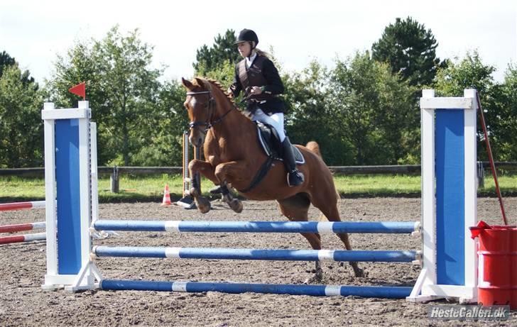 Hollandsk Sportspony Carina *70% arabisk blod* - 29.08.09 - Fejlfri i springning, i Gedsted. (Jeg skal liiiige have røven med over *GG*) Foto: Nadiih billede 17