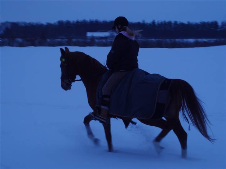 Hollandsk Sportspony Carina *70% arabisk blod* - 14.01.10 billede 18