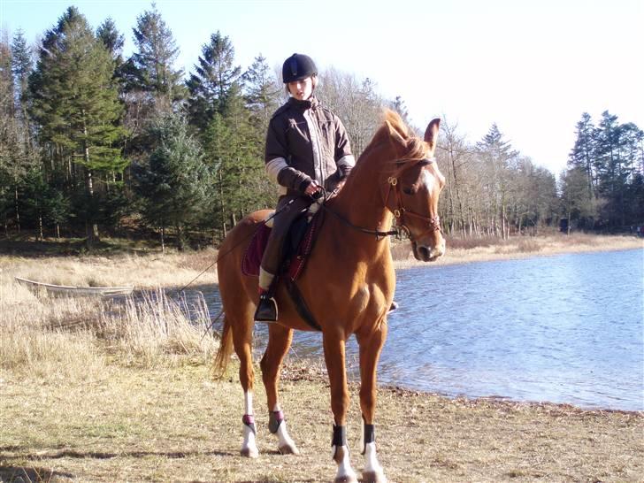 Hollandsk Sportspony Carina *70% arabisk blod* - 02.04.09 - Tur i Øjesø, hvor min familie var med, jeg var bare med til hest :D billede 19