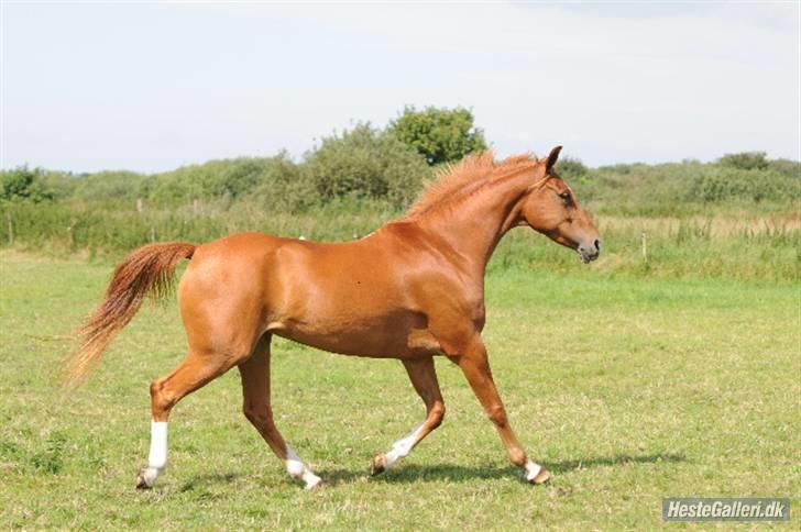 Hollandsk Sportspony Carina *70% arabisk blod* - 21.06.09 - Fotograf . billede 20