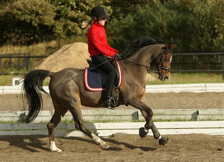 Hollandsk Sportspony Candy  - 2 Okt. 09. Jeg elsker dig candy. billede 17