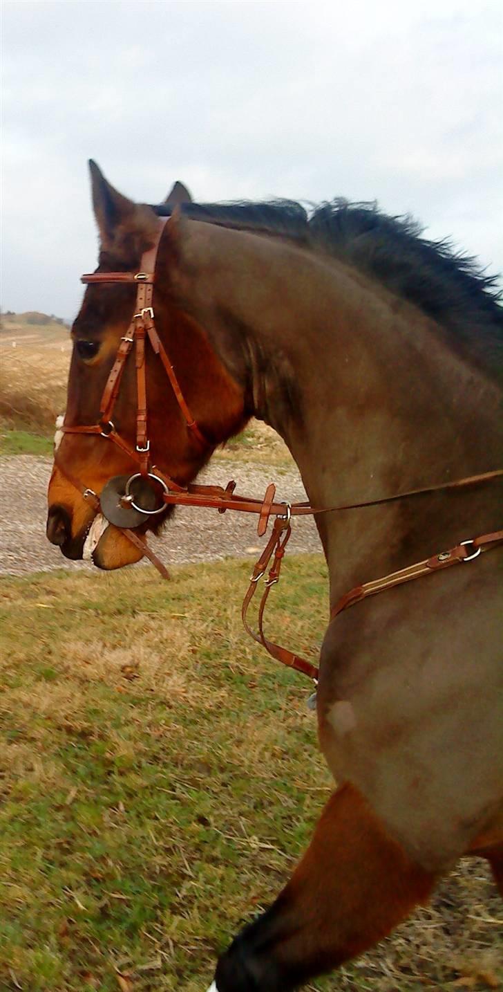 Anden særlig race Bonnie billede 8