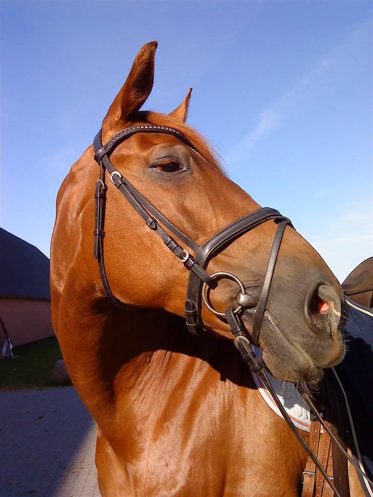 Dansk Varmblod Try Roca billede 12