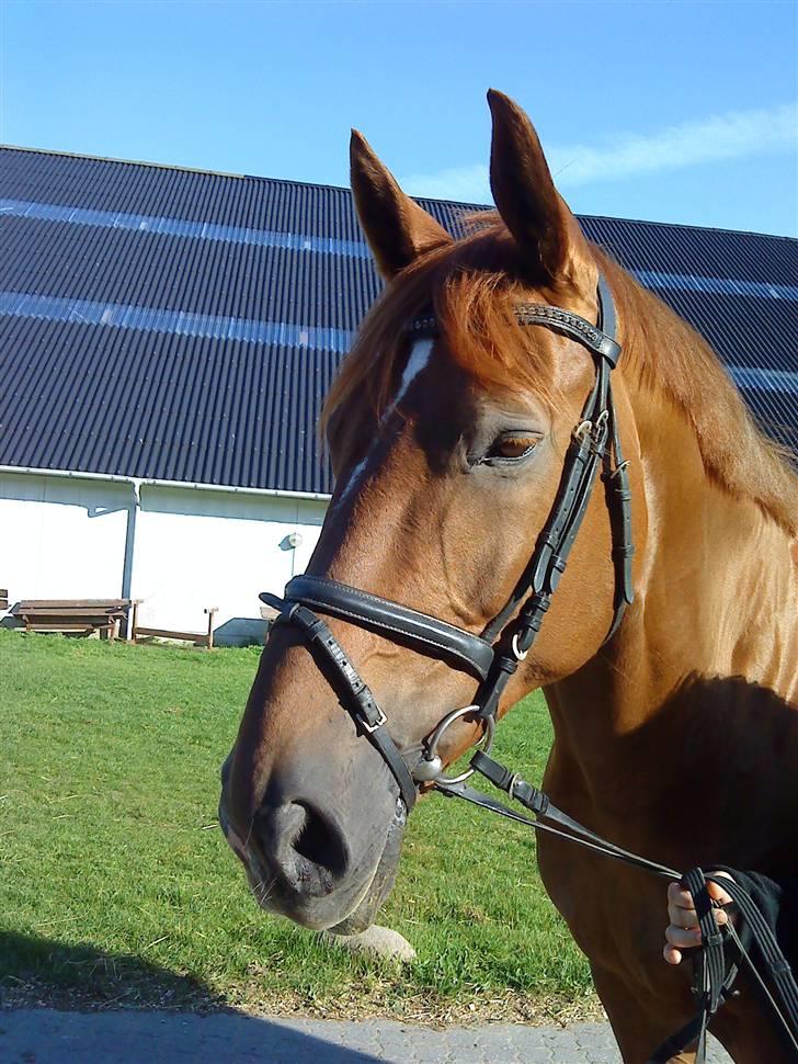 Dansk Varmblod Try Roca billede 13