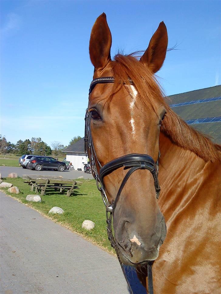 Dansk Varmblod Try Roca billede 14