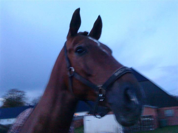 Dansk Varmblod Try Roca billede 15