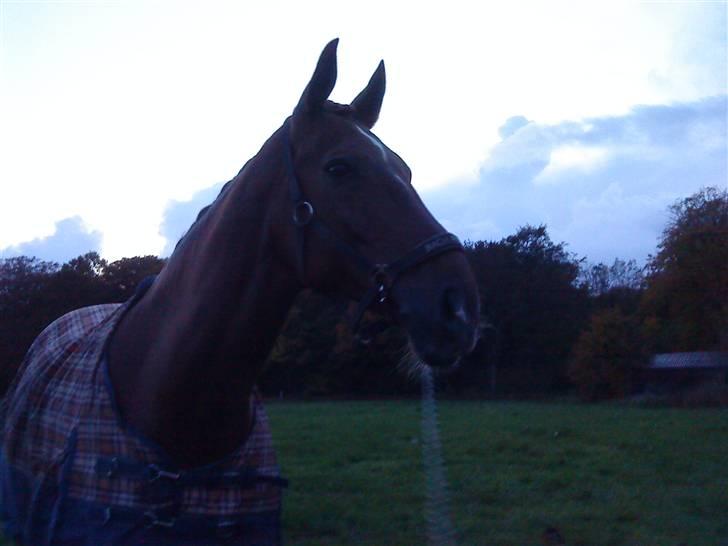 Dansk Varmblod Try Roca billede 16