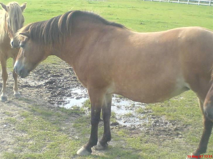 Gotlandsruss Amanda Breddam billede 4