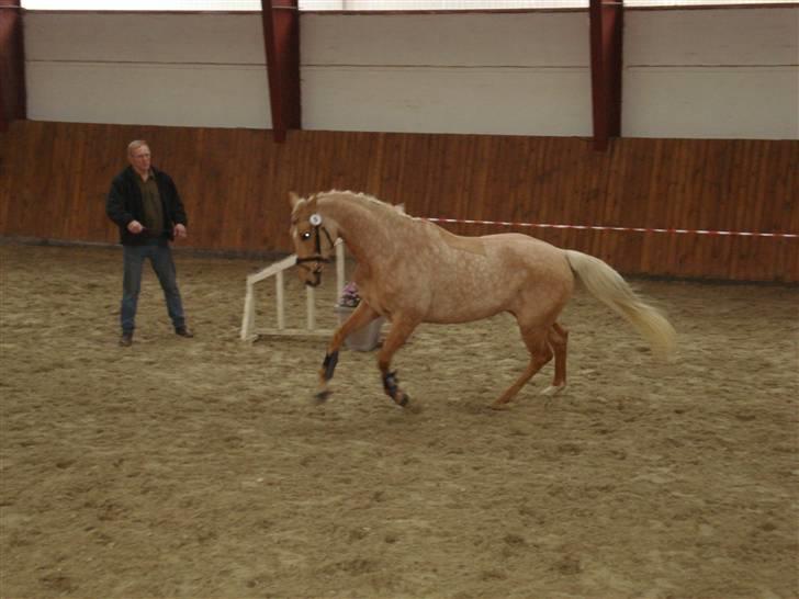 Palomino Guldhyppen Disalica :-I  - Disalica i Vejen <-- (by) Sadlkårring <3  billede 13