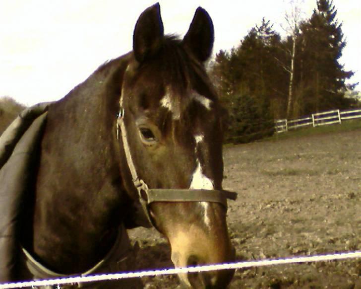 DSP *Star R.I.P * - VELKOMMEN TIL SMUKKE STAR`S PROFIL foto:mig =) billede 1