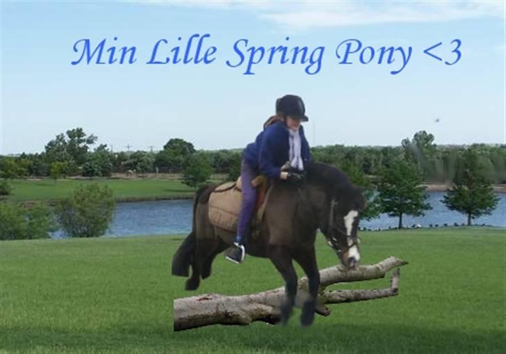 Anden særlig race Spitco - Vi er ude og springe billede 19