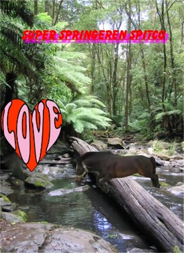 Anden særlig race Spitco - Spitte på jungle tur <3 billede 20
