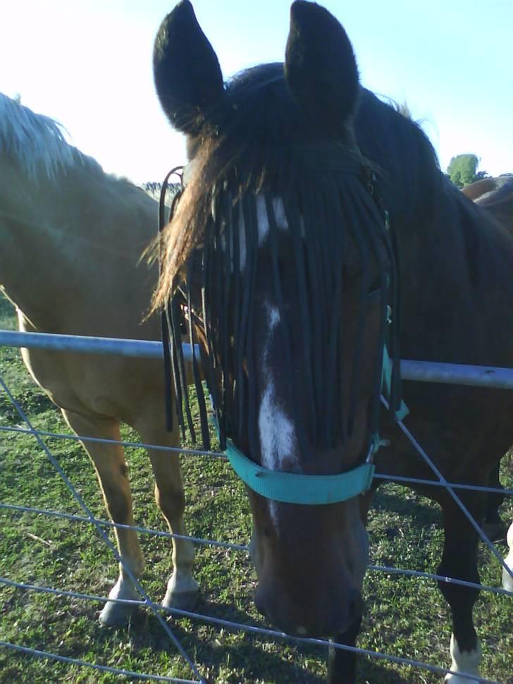 DSP *Star R.I.P * - her står han på sin fold sammen med sine venner/veninder foto:mig =) billede 5