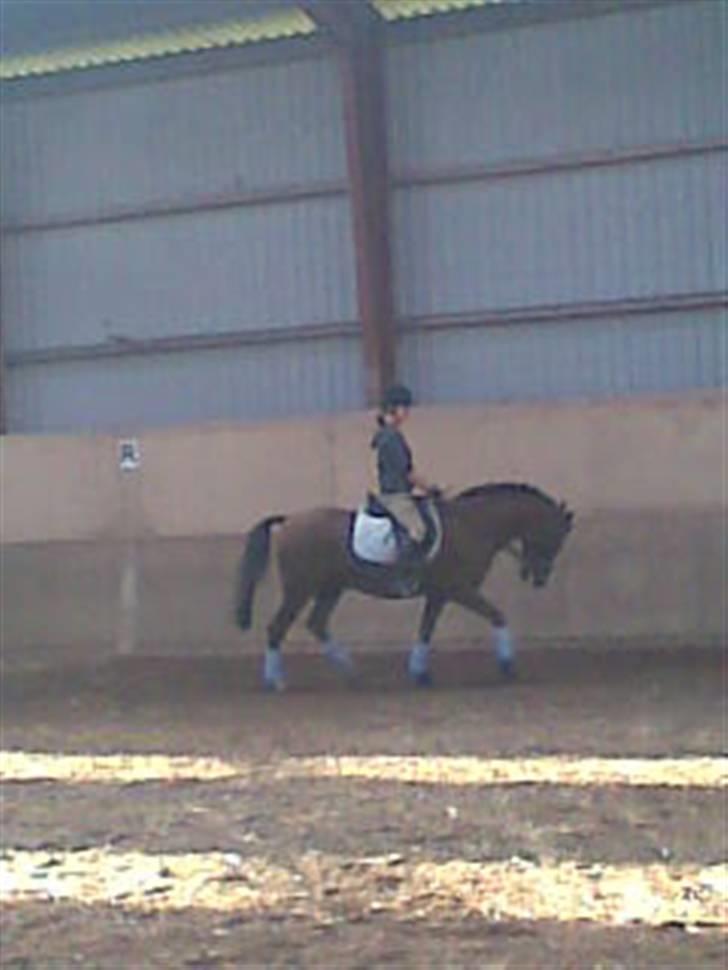 Anden s&#230;rlig race Hovvejens Rex - utydeligt, og desv&#230;rre med &#229;ben mund :s. men ellers skide godt :D billede 13