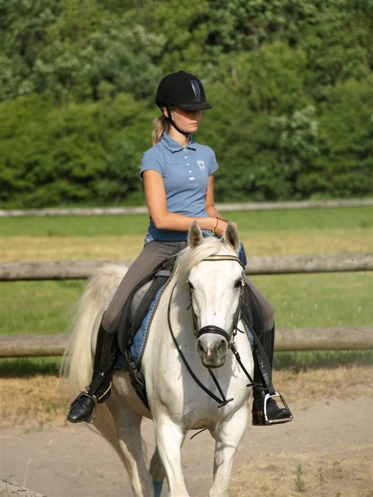 Anden særlig race Silver Moon - Dressur kursus ved Michael Grønne Fotograf: Mia Br (www.horsepictures.dk) billede 10