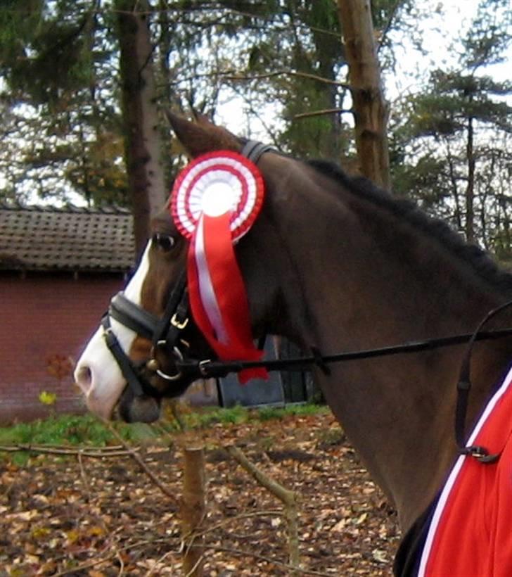 Hollandsk Sportspony Candy  - distriktmester :D billede 18