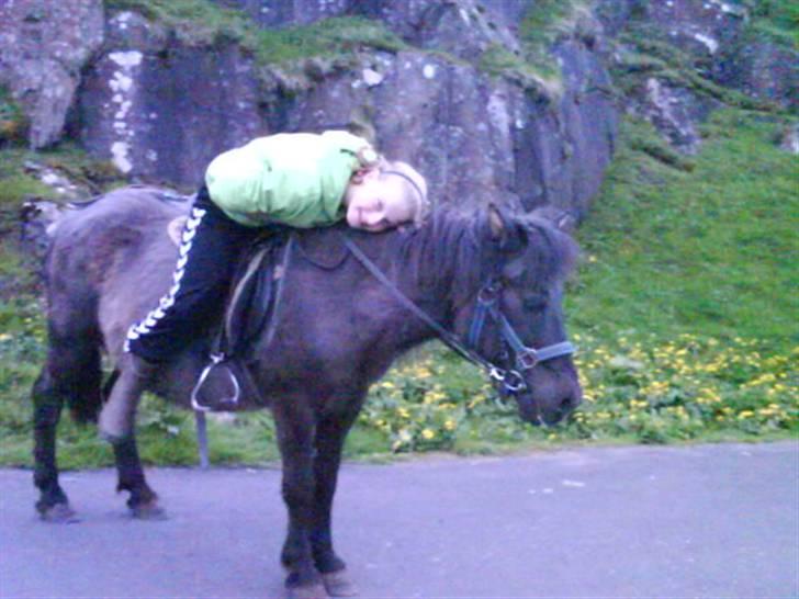 Færøsk hest sylvi - mig og sylvi  billede 4
