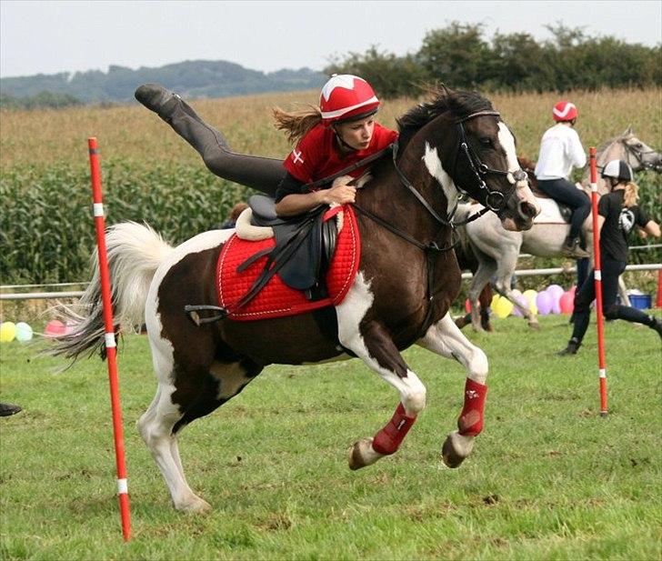 Lewitzer Gaspaspon II - DK PONY CUP 2010 - 3 plads med u17-Landsholdet billede 4