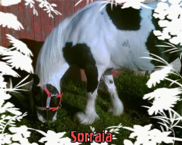 Tinker sorraia  billede 13