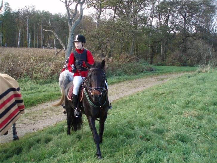 Anden særlig race Master Toby - endelig en pause<3 det er hårdt at være hest til jagter<3  billede 7