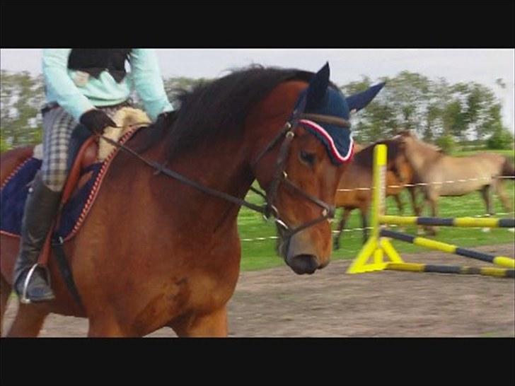 Anden særlig race Santos billede 13